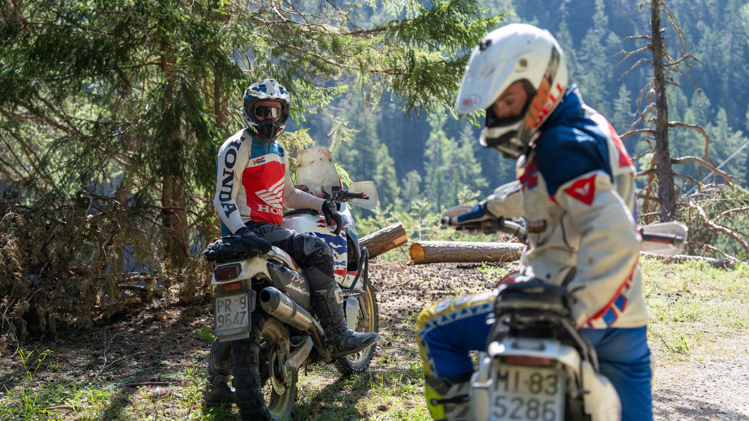 Moto ferme tra i pini