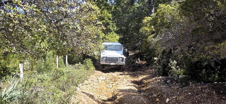 Land Rover Defender nel bosco